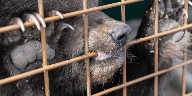 angry-kamchatka-brown-bear-gnaws-an-aviary-DGJ3PNS.jpg