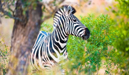 plains-zebra-equus-quagga-profile-view-VGDN6VN.jpg