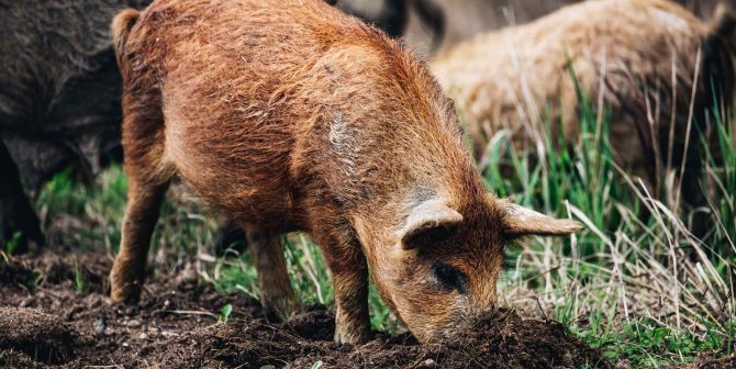 wild-boars-sus-scrofa-animal-family-with-baby-2J53RPM.jpg